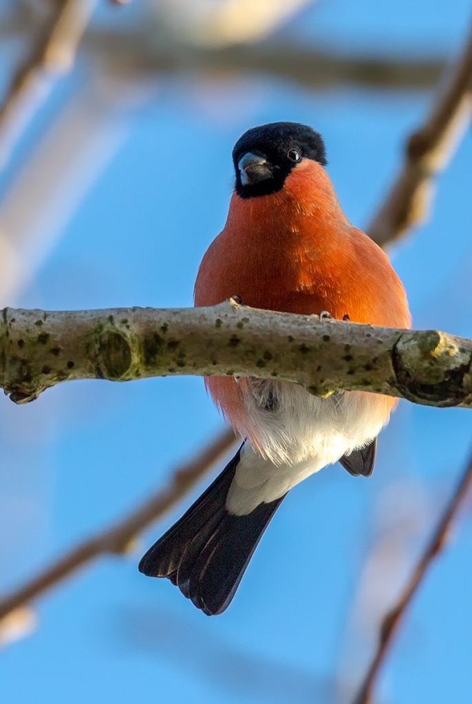 Dompfaff, Gimpel, Eurasian Bullfinch (Pyrrhula pyrrhula)