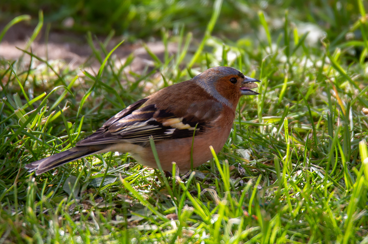 Buchfink (Fringilla coelebs)