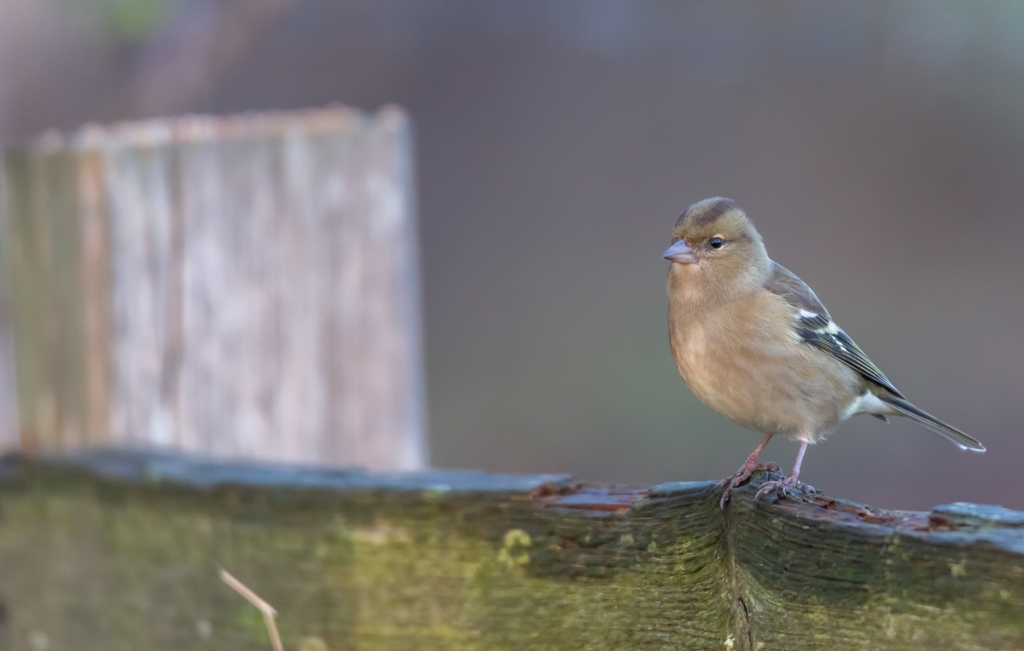 Buchfink ( Fringilla coelebs )