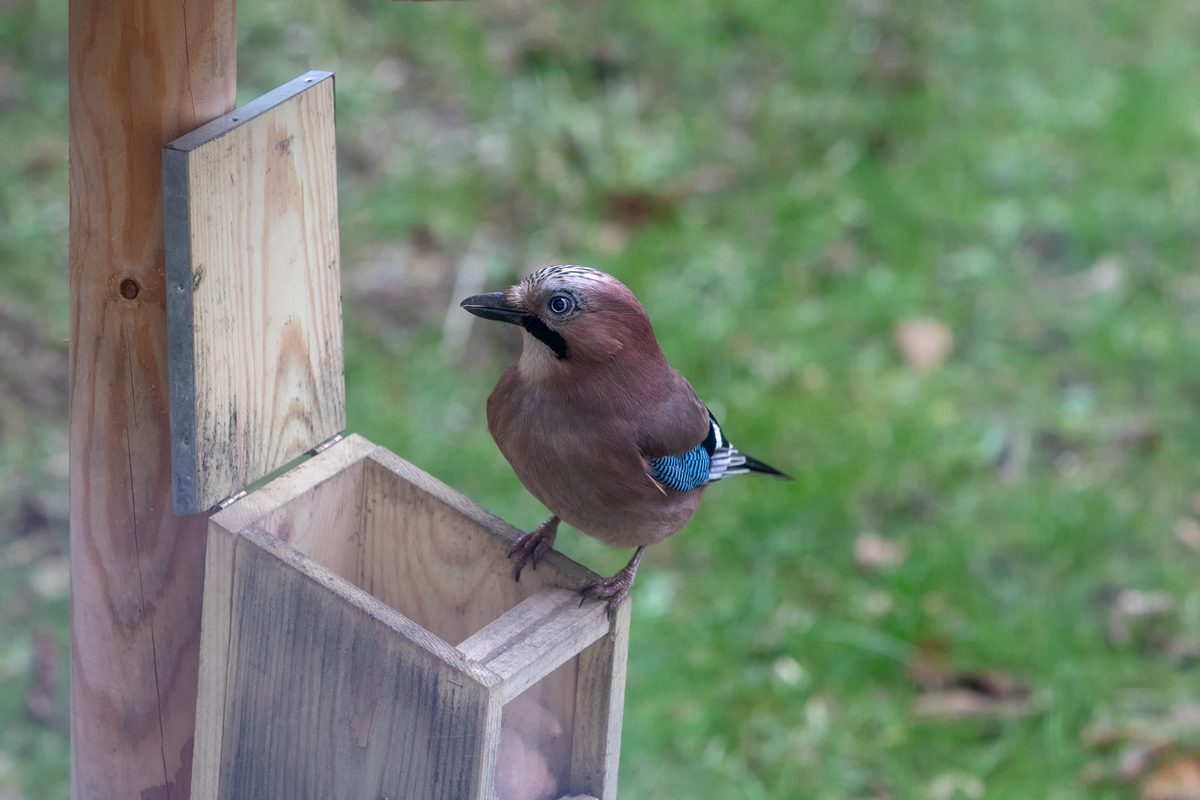 Eichelhäer ( Garrulus glandarius )