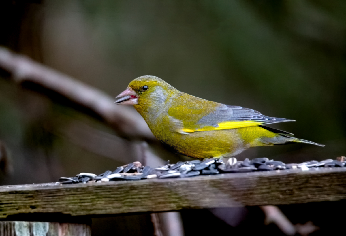 Grünfink ( Chloris chloris )