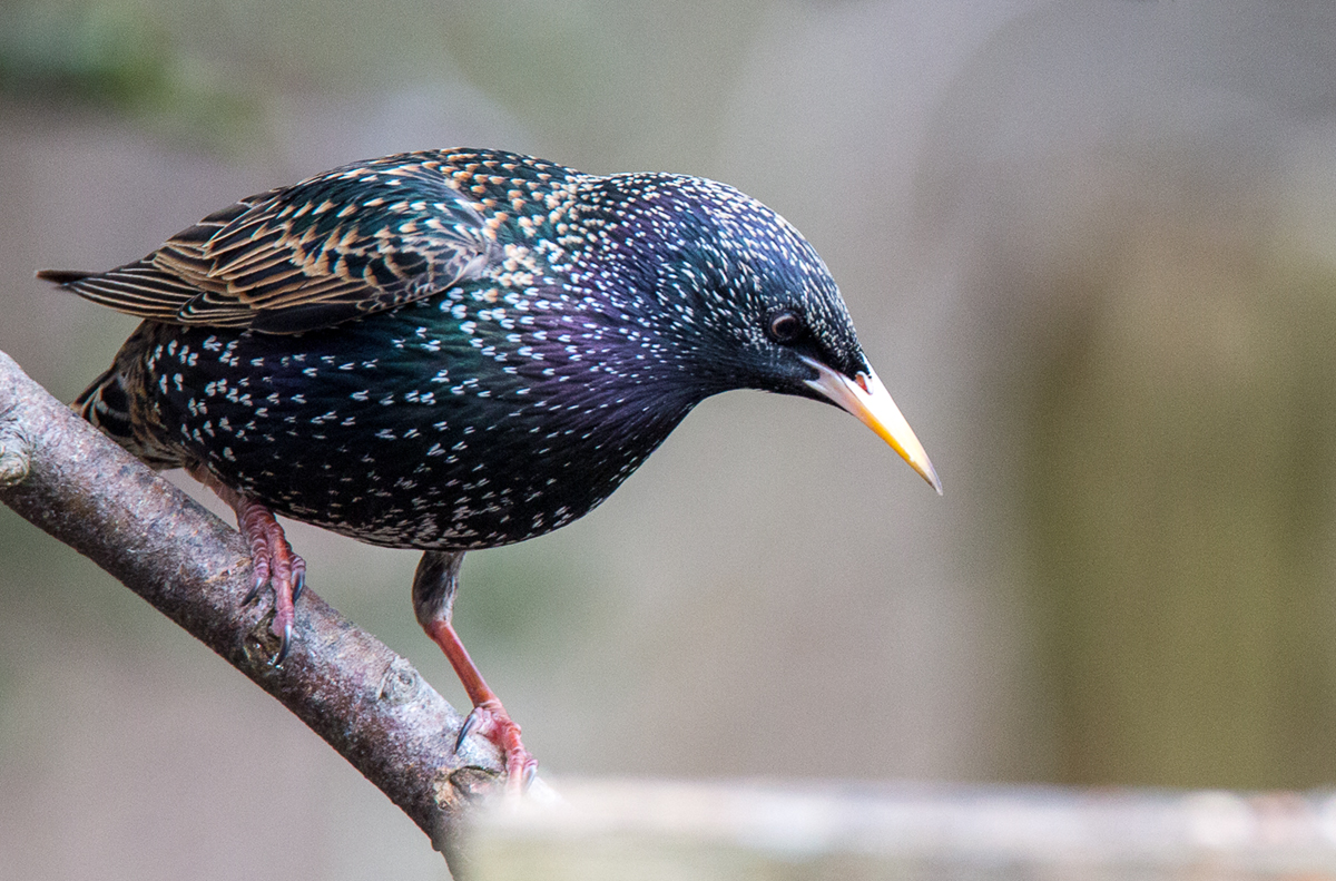 Star ( Sturnus vulgaris )