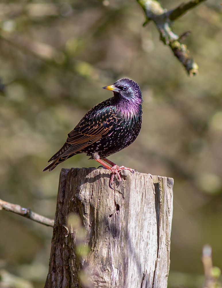 Der Star  ( Sturnus vulgaris )