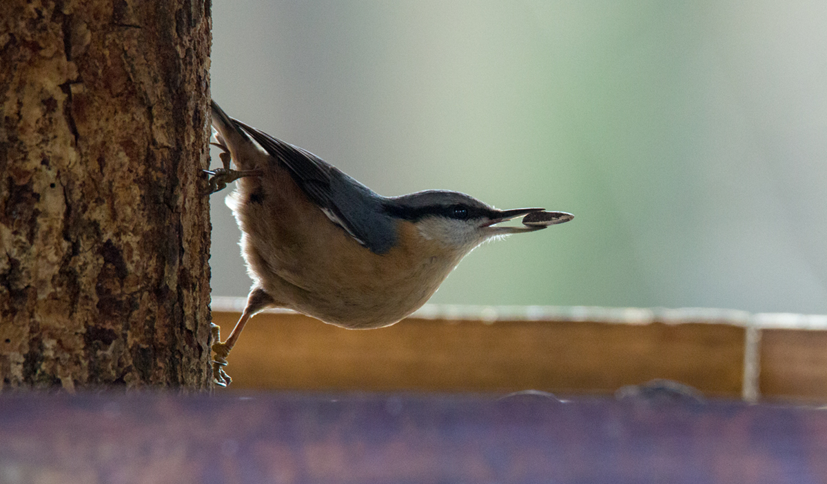 Kleiber ( Sitta europaea )