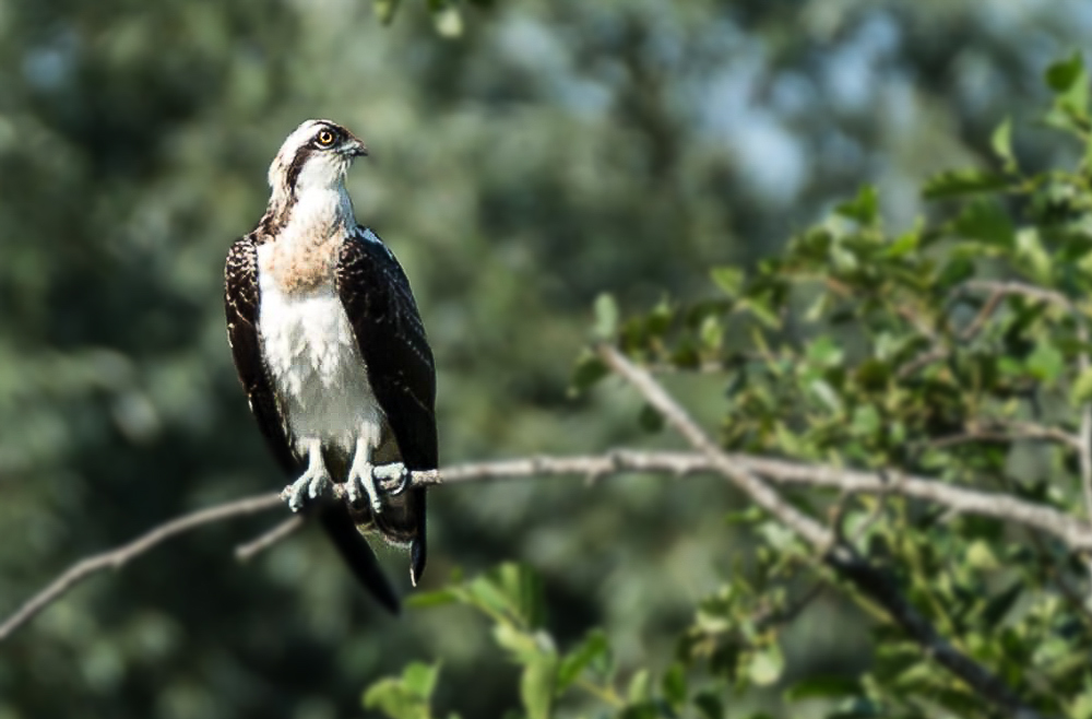 Fischadler ( Pandion haliaetus )