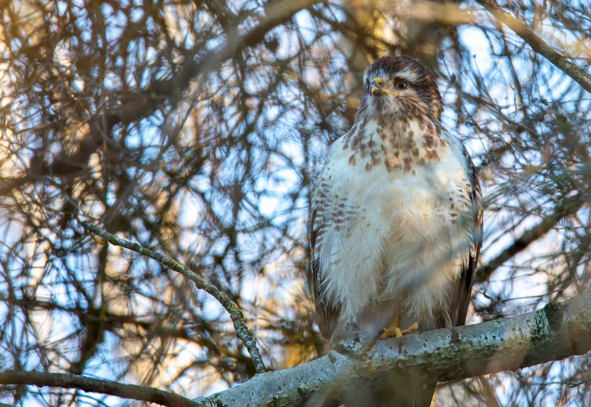 Mäusebussard