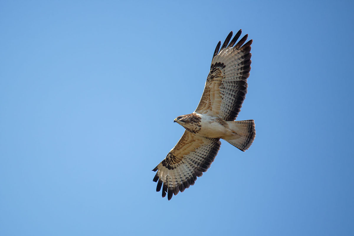 Mäusebussard ( Buteo buteo )