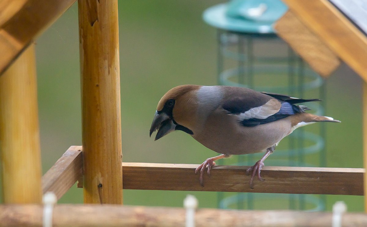 Kernbeisser ( Coccothraustes coccothraustes )