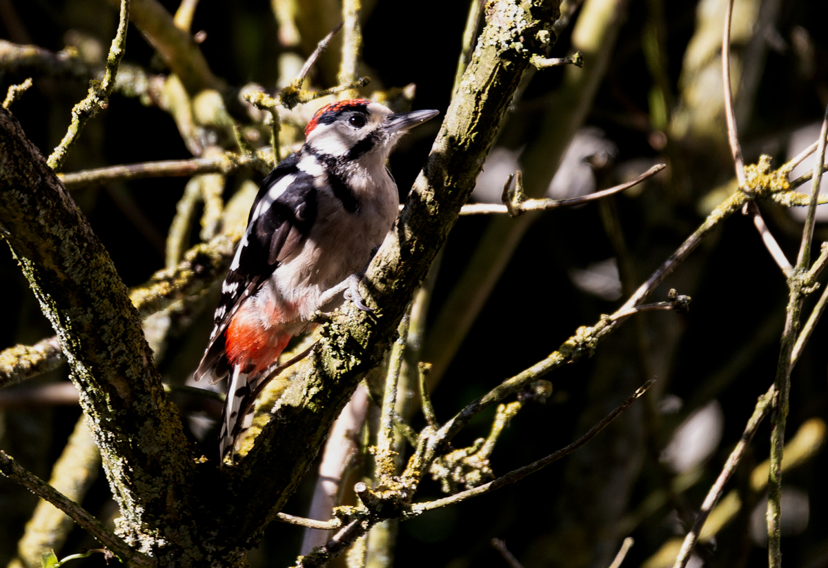 Buntspecht ( Dendrocopos major )