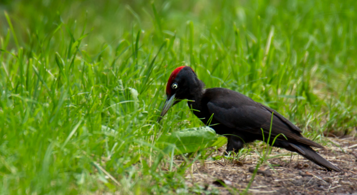 Schwarzspecht ( Dryocopus martius )