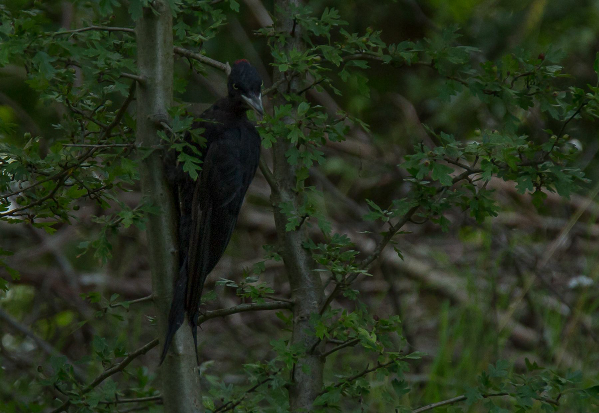 Schwarzspecht ( Dryocopus martius )