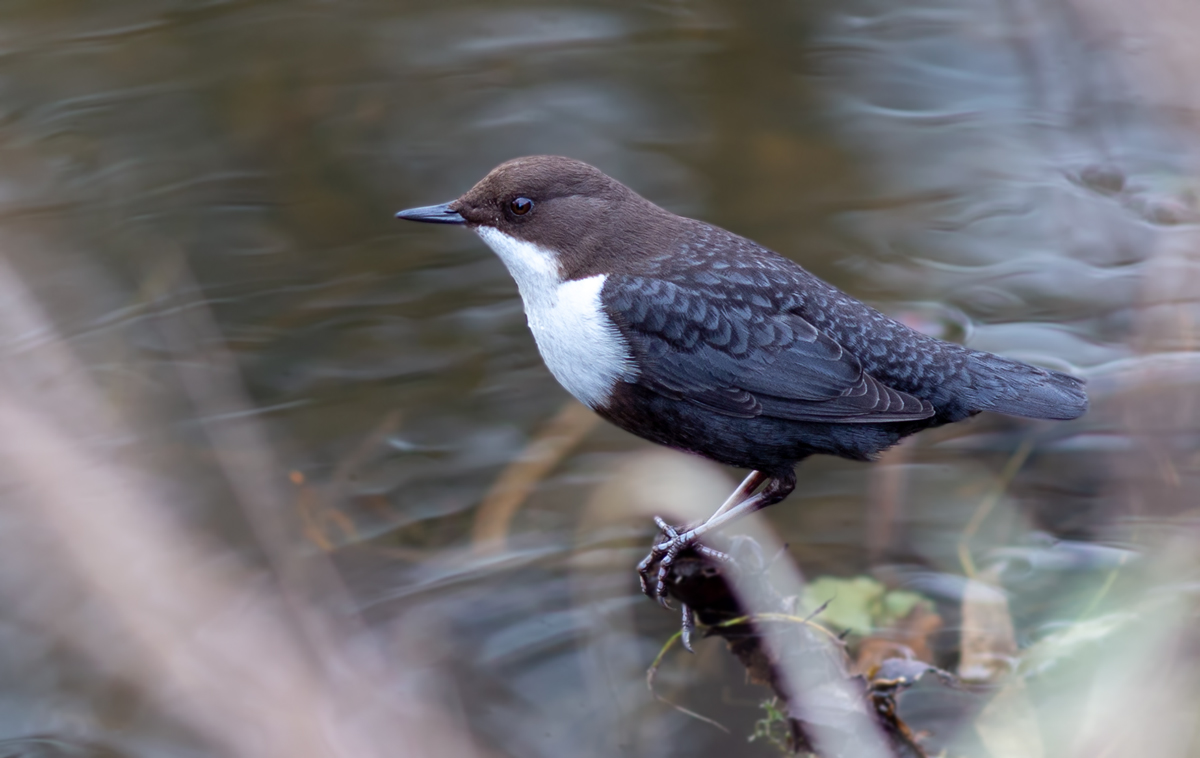 Wasseramsel (Cinclus cinclus gularis)