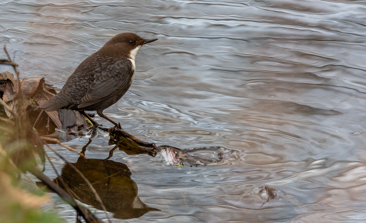 Wasseramsel ( Cinclus cinclus )