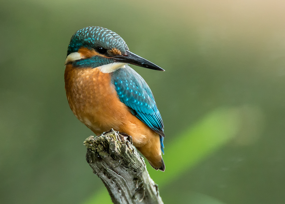 Eisvogel ( Alcedo atthis ) Kingfisher