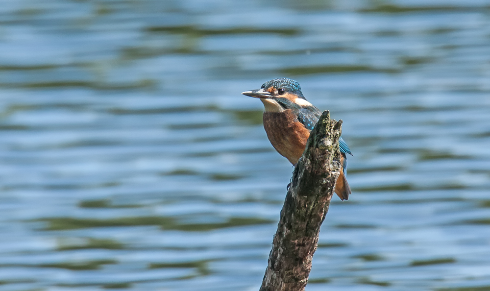 Eisvogel ( Alcedo atthis )