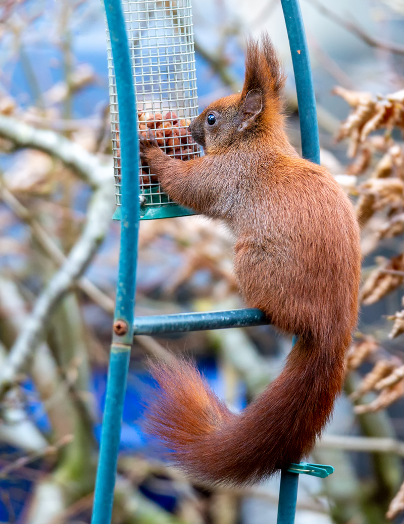 Eichhörnchen  ( Sciurus )