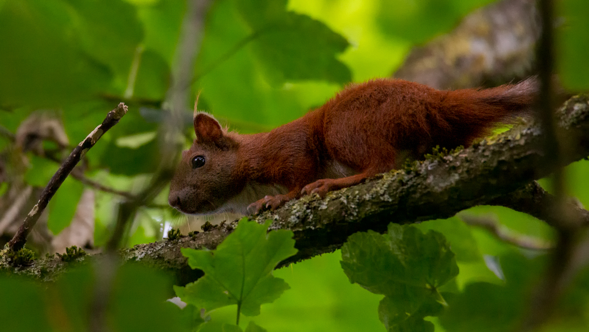 Eichhörnchen