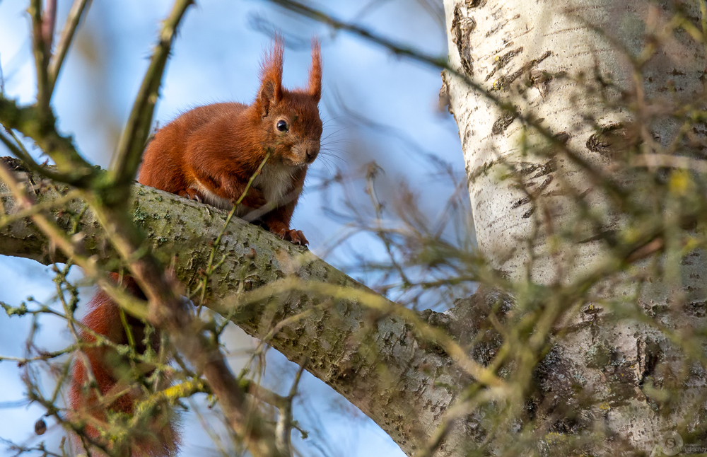 Eichhörnchen ( Sciurus )