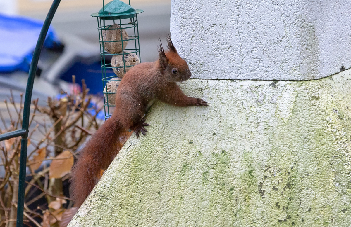 Eichhörnchen( Sciurus )