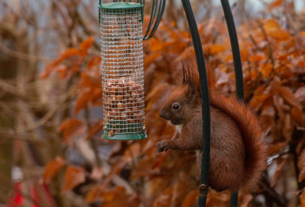 Eichhörnchen ( Sciurus )