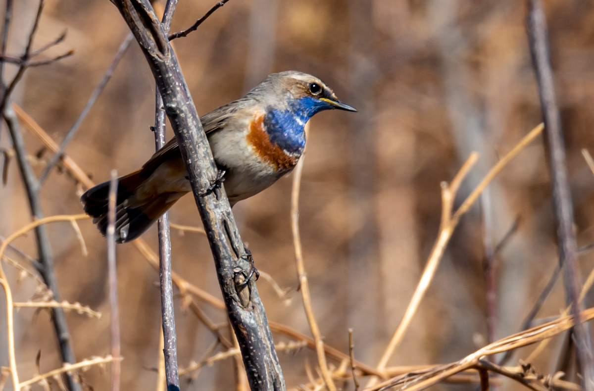 Blaukehlchen (  Luscinia svecica )