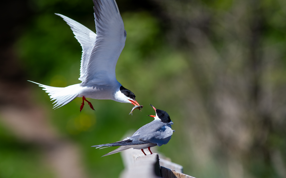 Flussseeschwalben (Sterna hirundo)