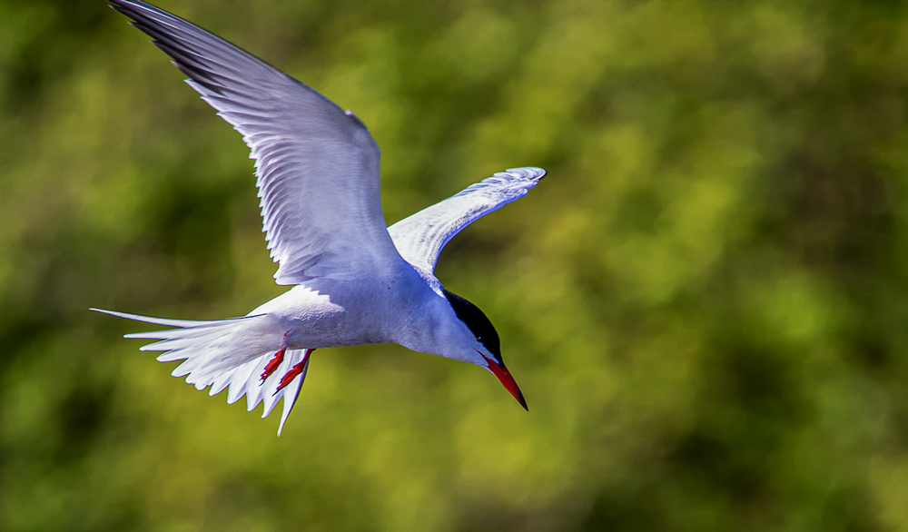 Fussseeschwalben { Sterna hirundo )