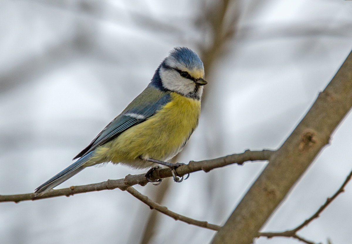 Blaumeise ( Cyanistes caeruleus )