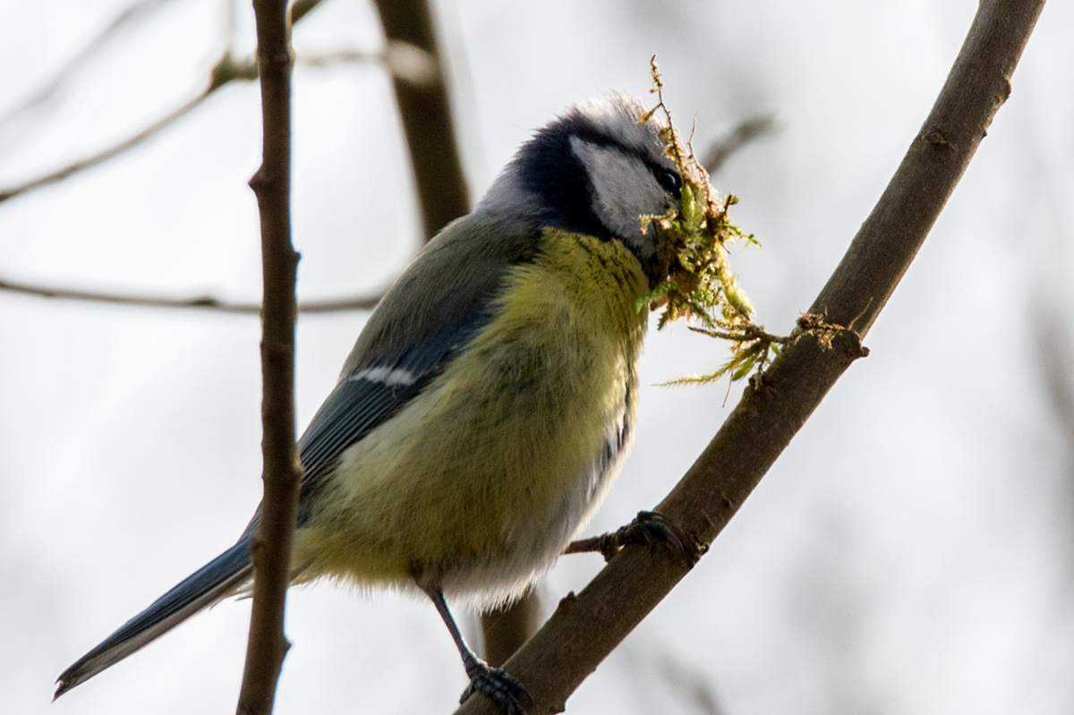 Blaumeise ( Cyanistes caeruleus )