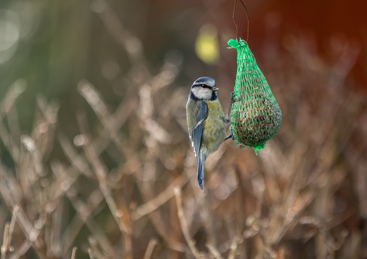 Blaumeise ( Cyanistes caeruleus )