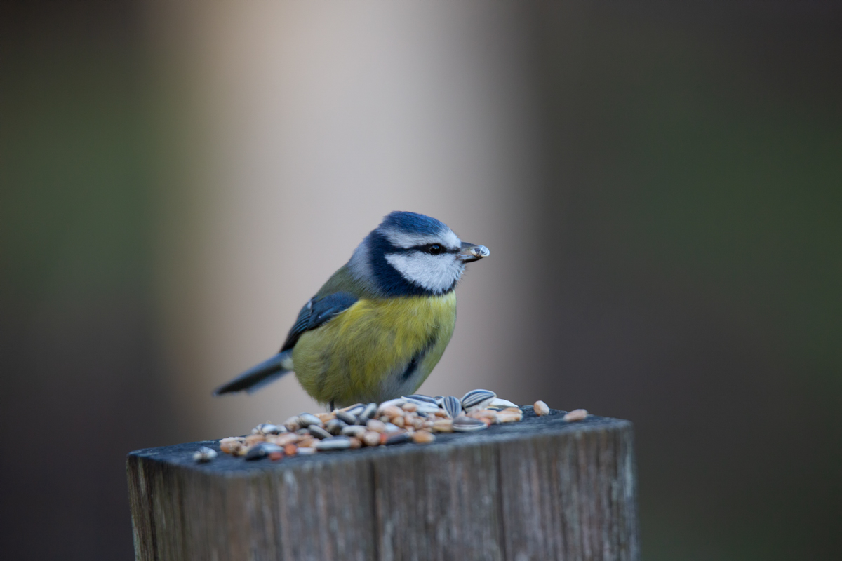 Blaumeise ( Cyanistes caeruleus )