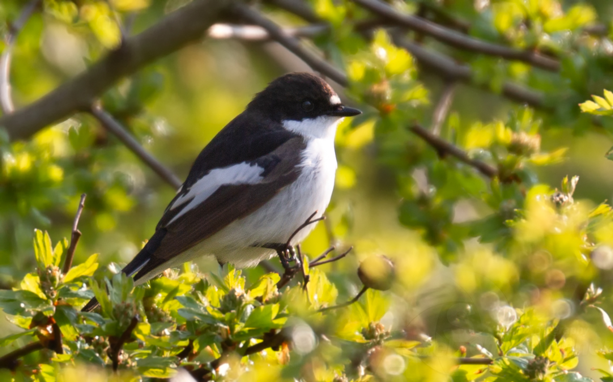 Trauerschnäpper ( Ficedula hypoleuca )
