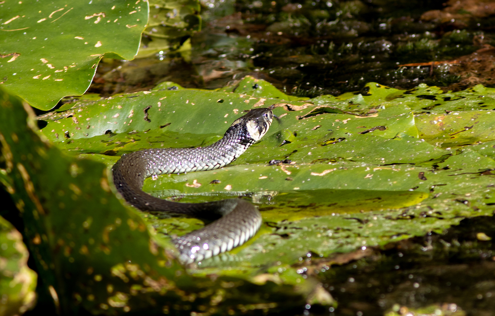 Ringelnatter ( Natrix natrix )