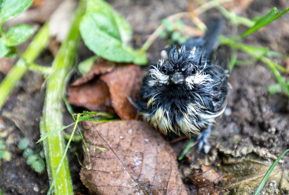 Junge Kohlmeise ( Parus major