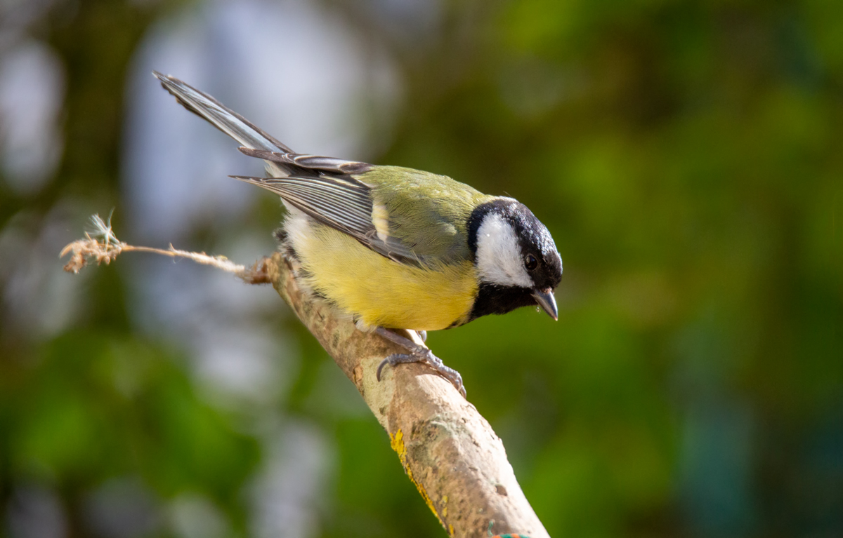 Kohlmeise ( Parus major )