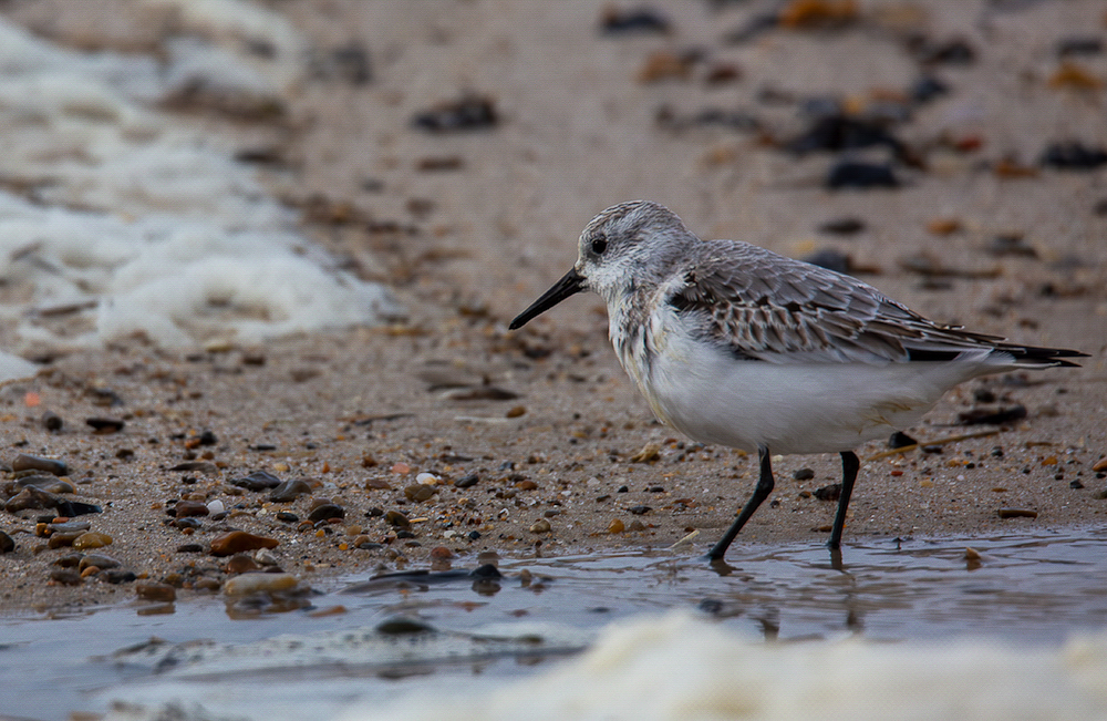 Sanderling