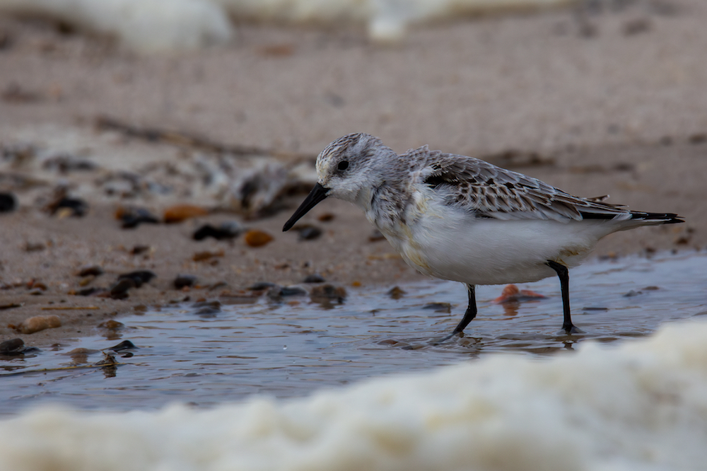 Sanderling