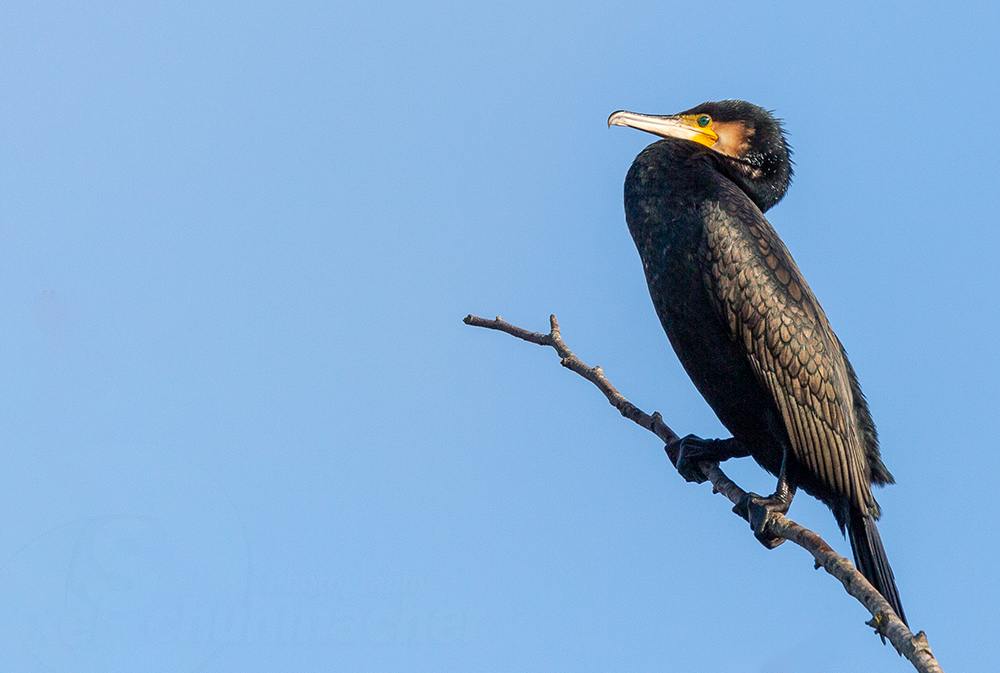 Kormoran ( Phalacrocorax carbo )