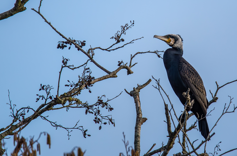 Junger Kormoran ( Phalacrocorax carbo )