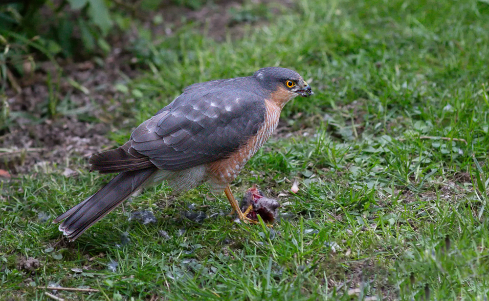 Sperber ( Accipiter nisus )