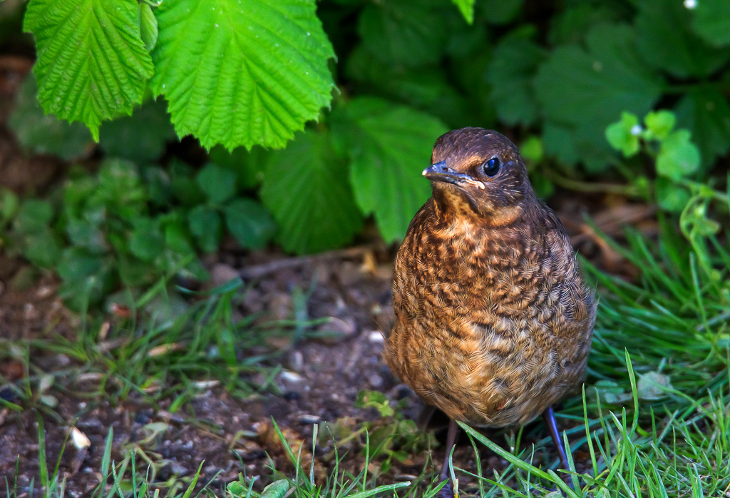 Junge Amsel