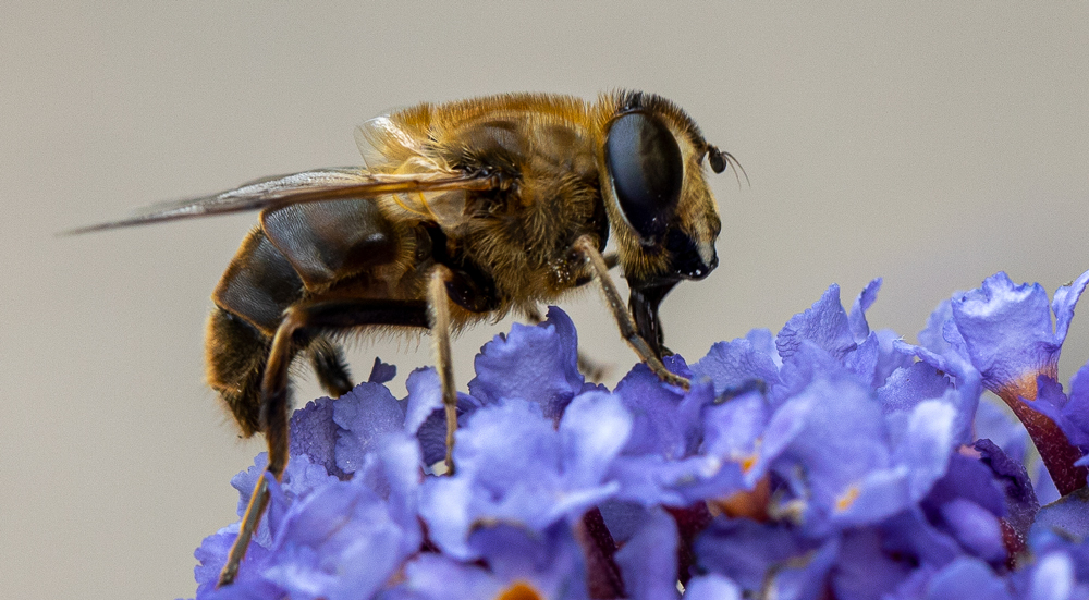 Mistbiene-(Eristalis-tenax )