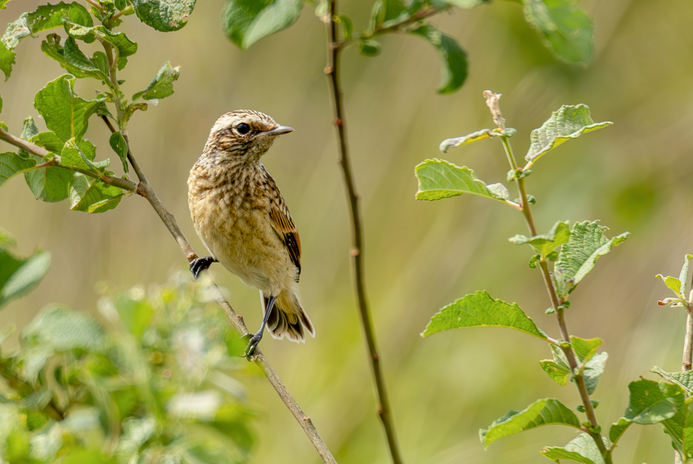 Junges Braunkehlchen ( Saxicola rubetra )