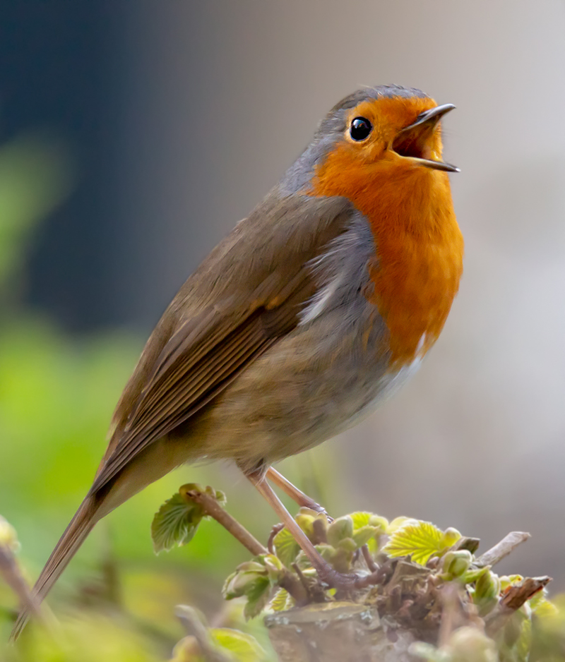 Rotkehlchen ( Erithacus rubecula )