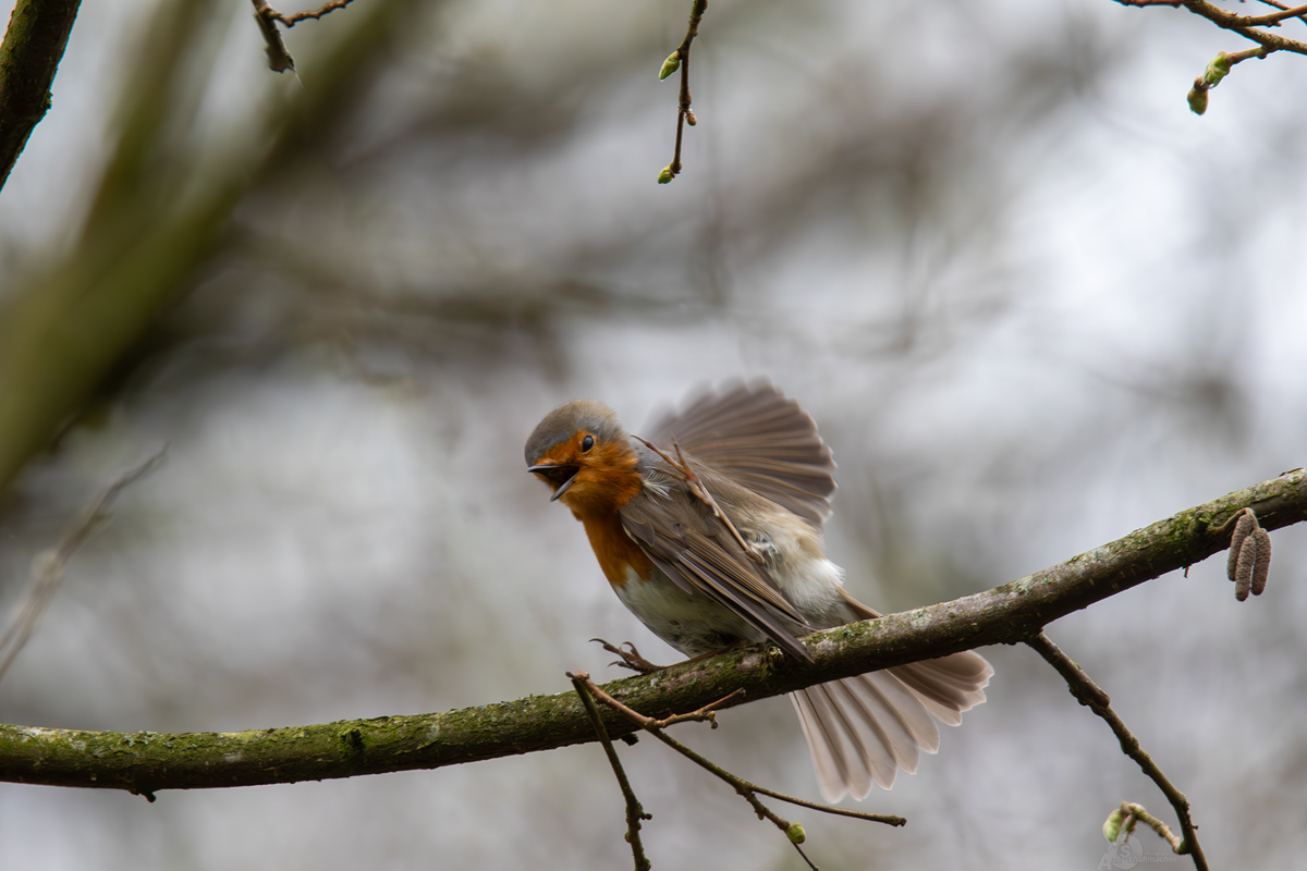 Rotkehlchen ( Erithacus )