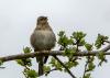 Buchfink ( Fringilla coelebs )