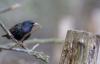 Star ( Sturnus vulgaris )