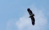 Seeadler