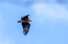 Seeadler ( Haliaeetus albicilla )