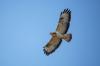 Mäusebussard ( Buteo buteo )